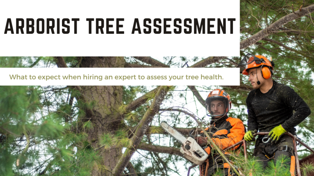 Tree assessment