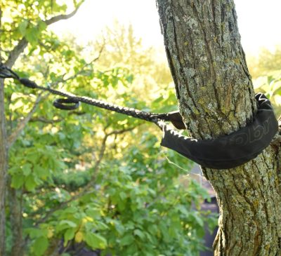 Tree Bracing