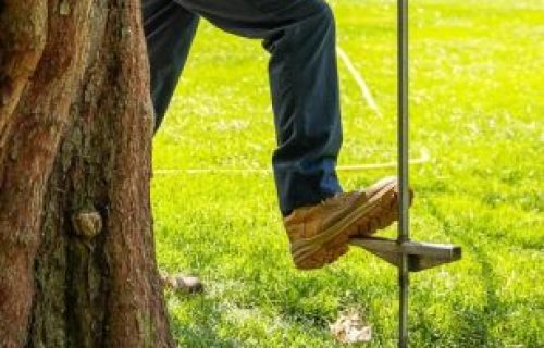 Tree fertilizing